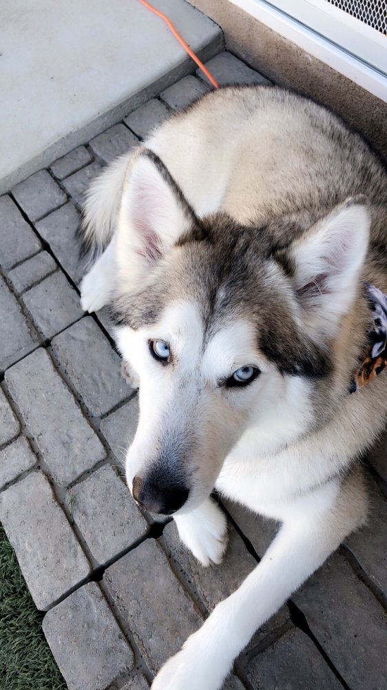 FURR PARADISE HEMET 69 Photos & 23 Reviews Pet Groomers 909 W