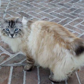 BluePearl Pet Hospital - Yube! - Veterinarians Near Me - Mt. Pleasant, South Carolina