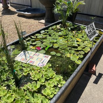 Plants & Planters - aquatic plants - Nurseries & Gardening Near Me - Richardson, Texas Plants & Planters - aquatic plants - Nurseries & Gardening Near Me - Richardson, Texas