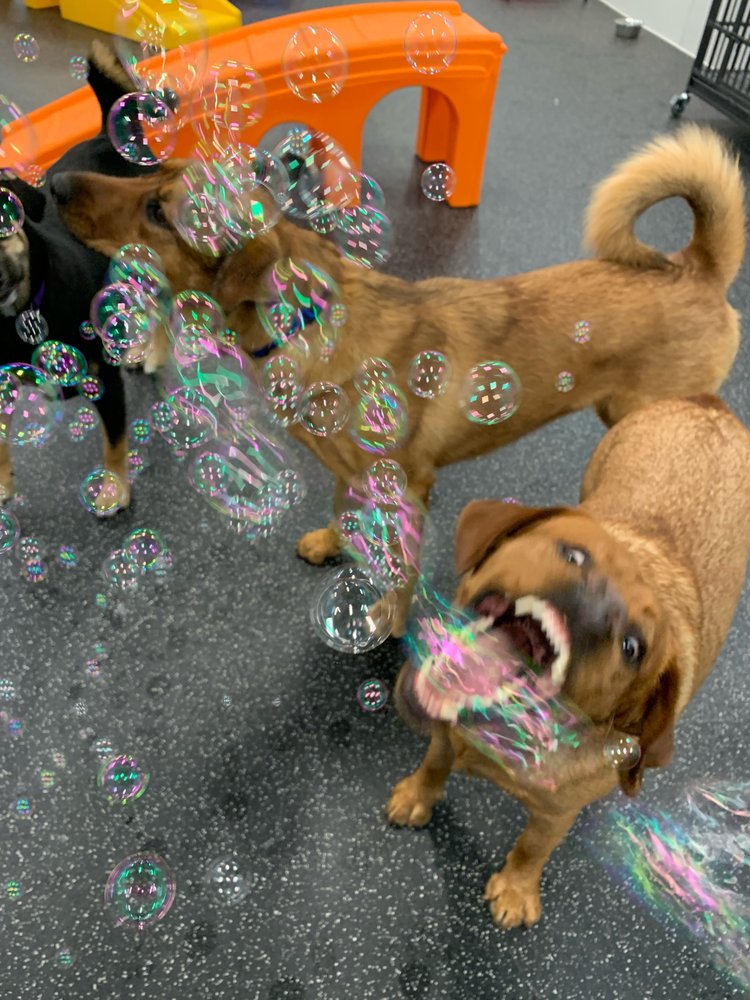 DOGTOPIA 22 Photos & 32 Reviews Pet Groomers 12401 Folsom Blvd