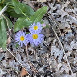 August 25, 2026 - A few flowers along the trail.