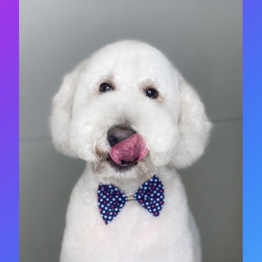 Pooch N Pups Grooming - Pet Groomers Near Me - Katy, Texas Pooch N Pups Grooming - Pet Groomers Near Me - Katy, Texas