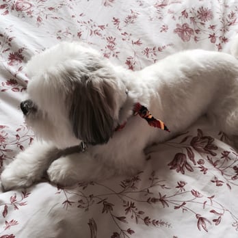 Urban Canine - Pet Groomers Near Me - Chicago, Illinois Urban Canine - Pet Groomers Near Me - Chicago, Illinois