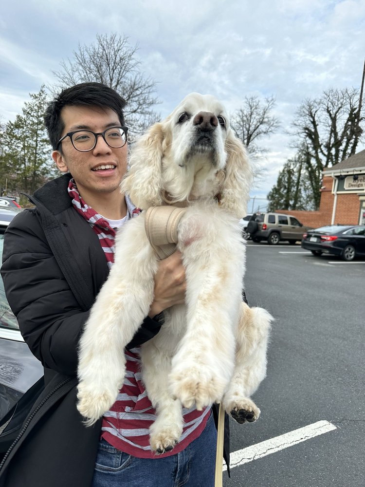 How Cute Dog Grooming