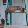 Photo of Leftover Pets