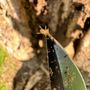 Photo of Affordable Pest Management