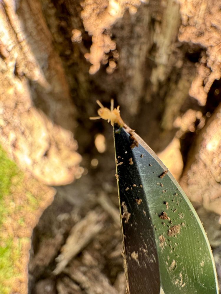 AFFORDABLE PEST MANAGEMENT Updated July 2024 30 Photos 2220 W