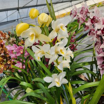 The Flower Fields - Cymbidium 3/31/2023 - Venues & Event Spaces Near Me - Carlsbad, California The Flower Fields - Cymbidium 3/31/2023 - Venues & Event Spaces Near Me - Carlsbad, California