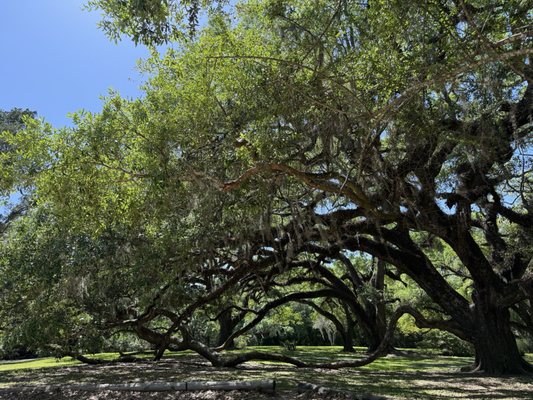 Jungle Gardens by null