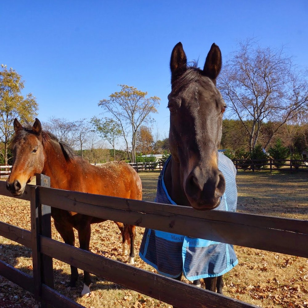Bed and Barn Farms - Came to say hi. - Bed & Breakfast Near Me - Forest City, North Carolina Bed and Barn Farms - Came to say hi. - Bed & Breakfast Near Me - Forest City, North Carolina