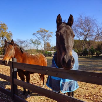 Bed and Barn Farms - Came to say hi. - Bed & Breakfast Near Me - Forest City, North Carolina