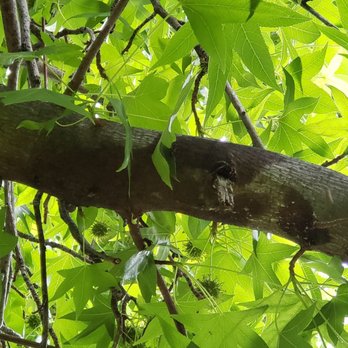 Bee Removal - Pest Control Near Me Bee Removal - Pest Control Near Me