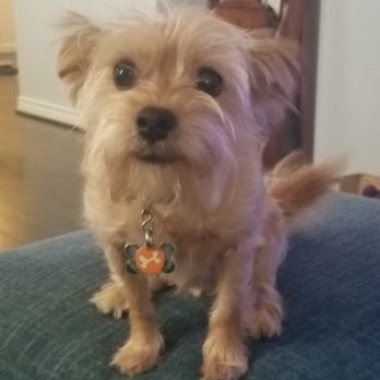 Tamarah Wild - Norbert! - Pet Sitting Near Me Tamarah Wild - Norbert! - Pet Sitting Near Me