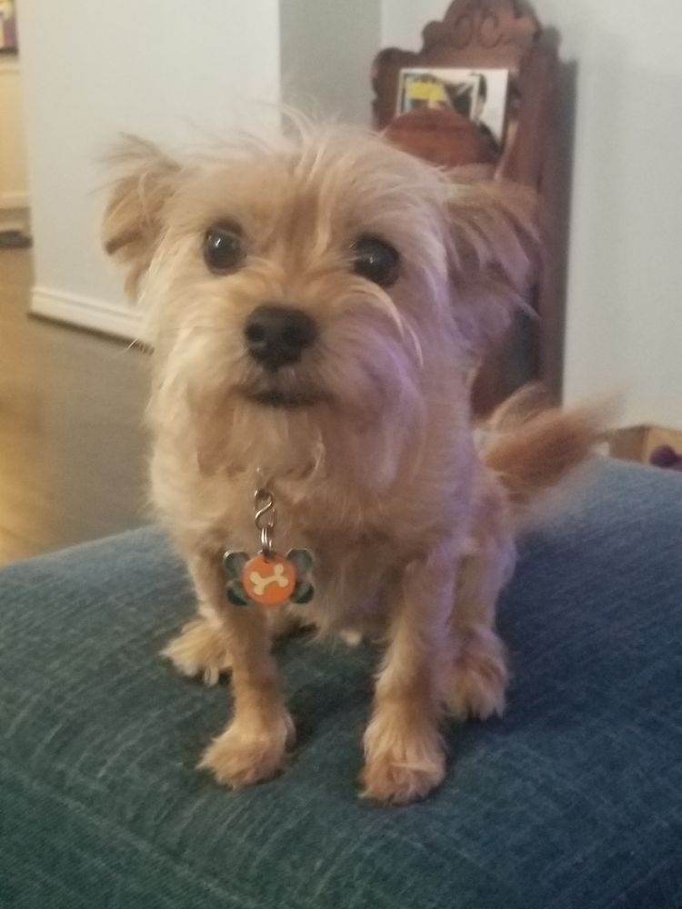 Tamarah Wild - pet boarding facility in Dallas, TX