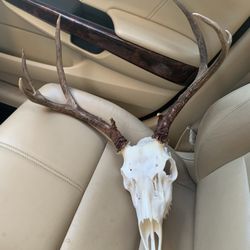 Echohawk Taxidermy
