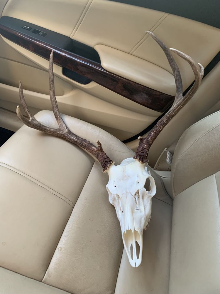 Echohawk Taxidermy - taxidermy in Longmont, CO