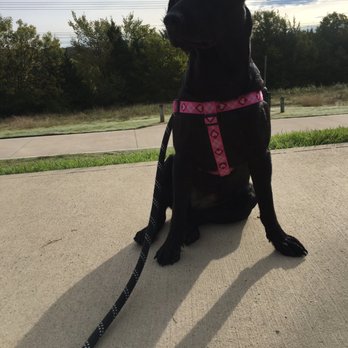 Hollywood Feed - Her Lupine pink harness that they replaced for FREE! - Pet Stores Near Me - Dallas, Texas Hollywood Feed - Her Lupine pink harness that they replaced for FREE! - Pet Stores Near Me - Dallas, Texas