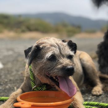 Radiant Dogs - Pet Training Near Me Radiant Dogs - Pet Training Near Me
