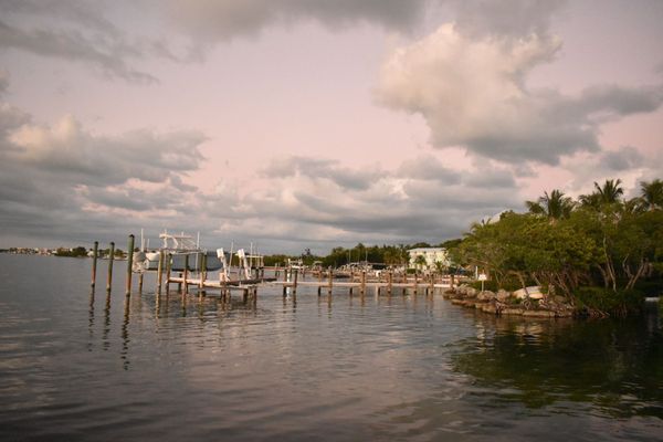 Mangrove Marina by null