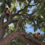 Photo of West Coast Tree Care