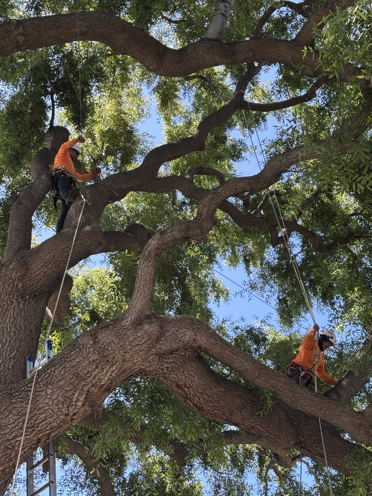 West Coast Tree Care - tree service in San Jose, CA