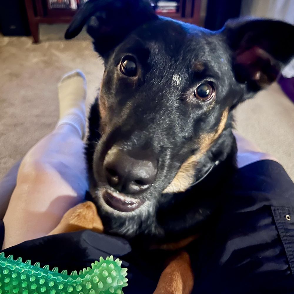 Khan loves K9 Development in Tracy! Khan loves K9 Development in Tracy!