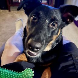 Khan loves K9 Development in Tracy! - A black and brown dog with expressive eyes is sitting on a person's lap, looking up at the camera. The background shows a bookshelf and a carpeted floor, indicating an indoor setting. The dog appears alert and engaged, with one ear slightly folded and the other perked up.