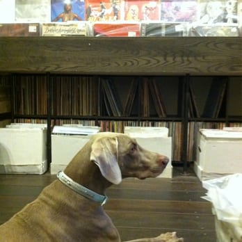 Record store guard dog :)