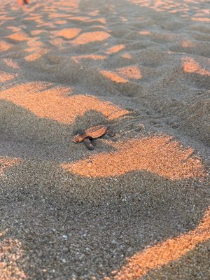 Solmar Resort by null