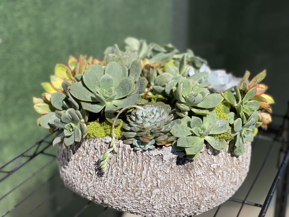 VAN NUYS FLOWERS 147 Photos & 125 Reviews 16225 Victory Blvd, Van