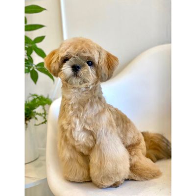Dogue Spa - The Coolest Dog Grooming Salon by null