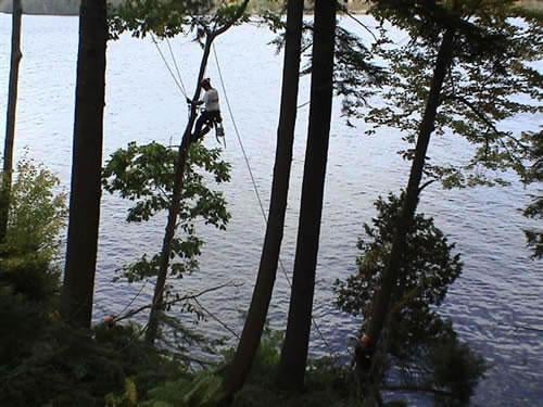 Maine Tree & Landscape Inc - tree service in Bangor, ME
