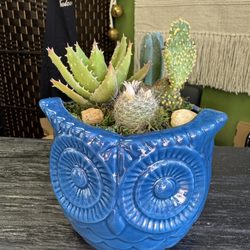 Succulent City St Pete
