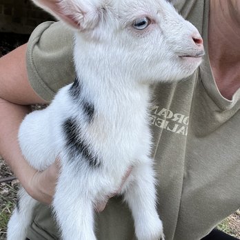 Brandi’s Barnyard - Petting Zoos Near Me - Shreveport, Louisiana Brandi’s Barnyard - Petting Zoos Near Me - Shreveport, Louisiana