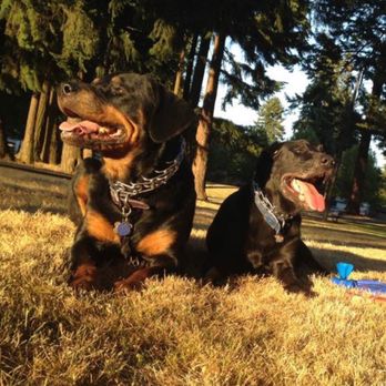 Valley View Canine - Pet Training Near Me - Gresham, Oregon