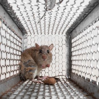 Ocal Rodent Proofing - Rat & Mice Removal Services - Pest Control Near Me - Seattle, Washington Ocal Rodent Proofing - Rat & Mice Removal Services - Pest Control Near Me - Seattle, Washington
