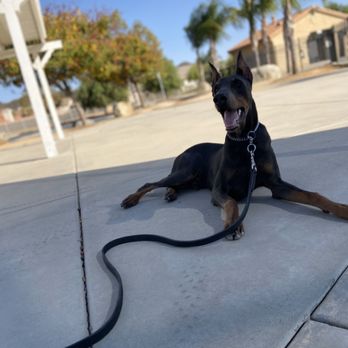 Lorenzo's Dog Training Team - Bombay Loving Life! - Pet Training Near Me