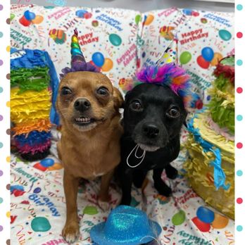 BGE Grooming - Luna & Bentleys birthday grooming! - Pet Groomers Near Me - Oviedo, Florida BGE Grooming - Luna & Bentleys birthday grooming! - Pet Groomers Near Me - Oviedo, Florida