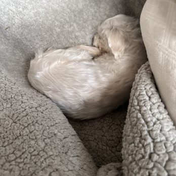 Boulevard Pet Clinic - Snuggled in.... - Veterinarians Near Me - Studio City, California Boulevard Pet Clinic - Snuggled in.... - Veterinarians Near Me - Studio City, California