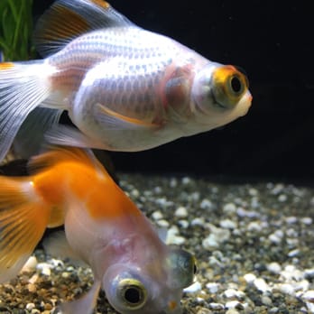 Aquarium Co-Op - Aquarium Services Near Me - Edmonds, Washington Aquarium Co-Op - Aquarium Services Near Me - Edmonds, Washington