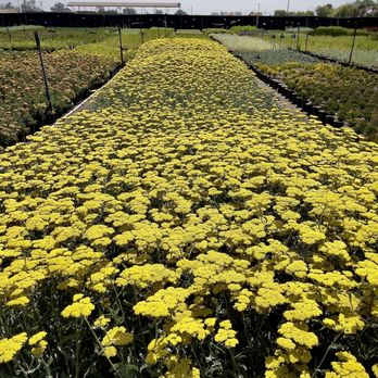 Budget Plants - Achillea (Yarrow) in 1 gallon. - Nurseries & Gardening Near Me - Arcadia, California Budget Plants - Achillea (Yarrow) in 1 gallon. - Nurseries & Gardening Near Me - Arcadia, California