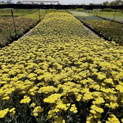 Budget Plants - Achillea (Yarrow) in 1 gallon.