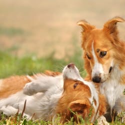 Sierra Hills Dog Grooming