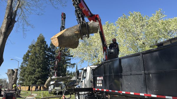 Evergreen Tree Care on Yelp