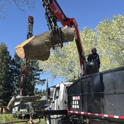 Evergreen Tree Care