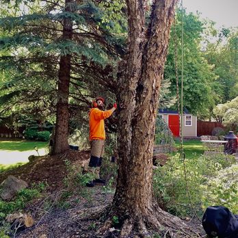Tapsons Tree Service - a man trimming a tree - Tree Services Near Me - Boise, Idaho