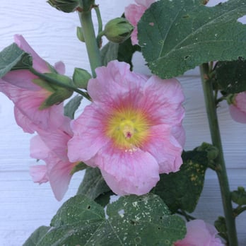 Broadway Cafe - Beautiful flowers on the patio - Burgers Near Me - Big Bear City, California