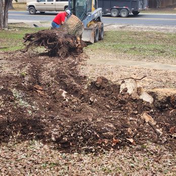 Out On A Limb Tree Care - Skid steer removing 5 foot root ball. - Tree Services Near Me - San Antonio, Texas Out On A Limb Tree Care - Skid steer removing 5 foot root ball. - Tree Services Near Me - San Antonio, Texas