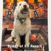 K9 Resorts gift card