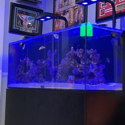 Nova Tropicals